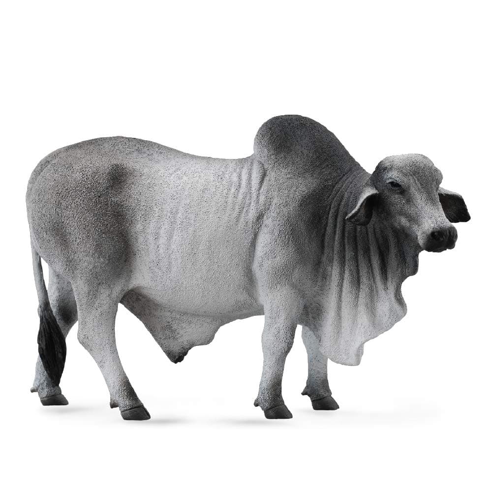 88579 Grey Polled Brahman Bull, 5.3"L x 3.3"H , Gray