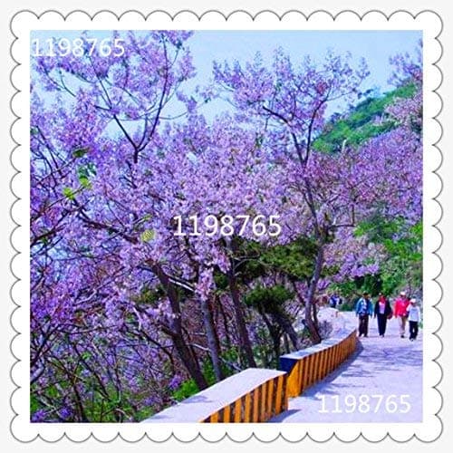 trasporto 100pcs semi Liberi Paulownia tomentosa, e semi di Albero, piante Rare