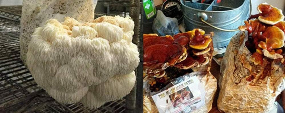 Reishi & Lion’s Mane Indoor Growing Kits Combo!