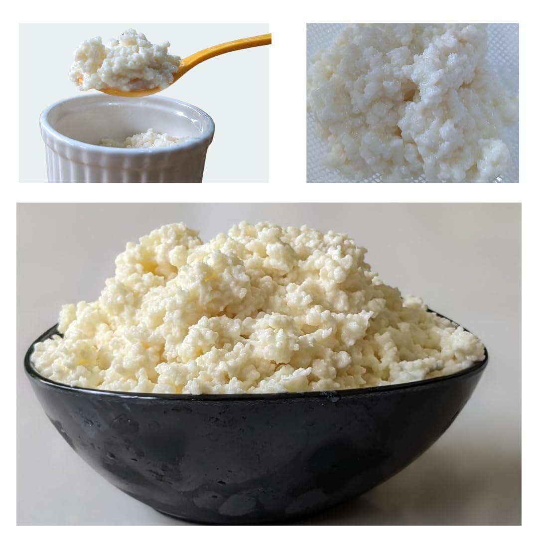 Raintree Organics Milk Kefir Grains - Lifetime reusable and Multiplying Milk Kefir Grains