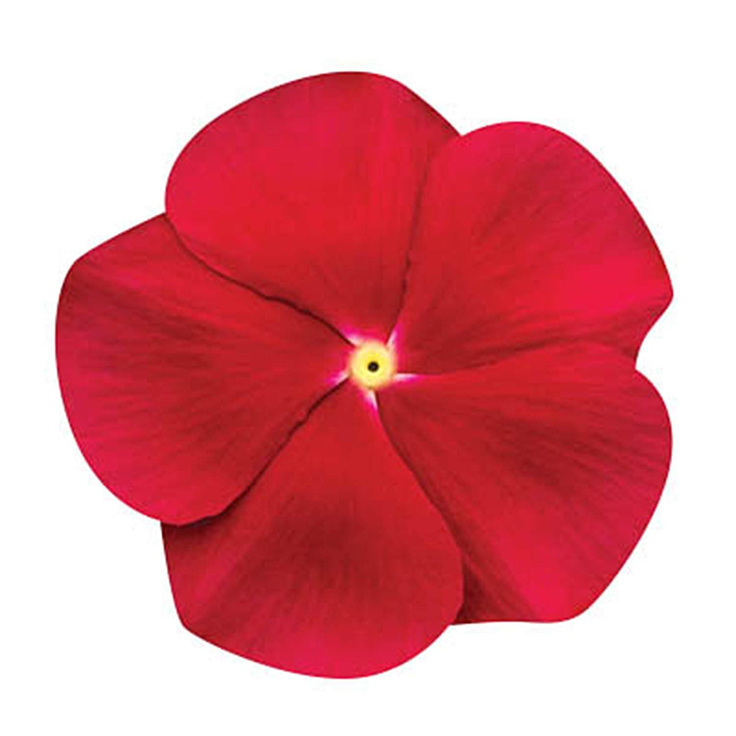 Vinca - Cora Red F1 - Red Flower Seeds - 250 Seeds