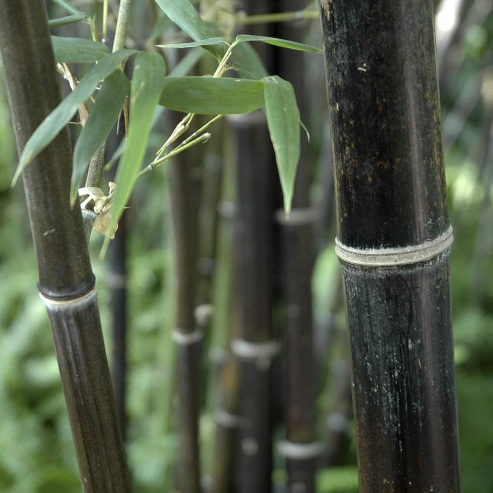 Black Bamboo, Established Garden Plant, Phyllostachys nigra in 3L Pot, 50-80cm Tall Plant, Ready to Plant Out, Black Bamboo Plants for Gardens, Perfect for Screening