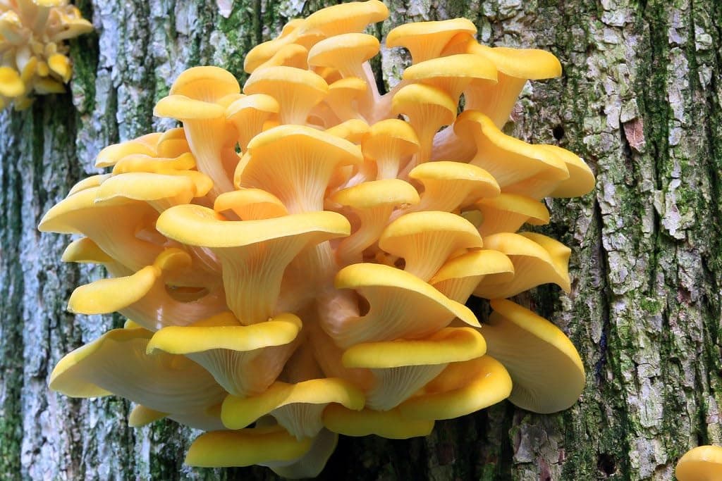 100 Golden Oyster Mushroom Plug Spawn to Grow Gourmet Medicinal Mushrooms at Home or Commercially on Logs or Stumps
