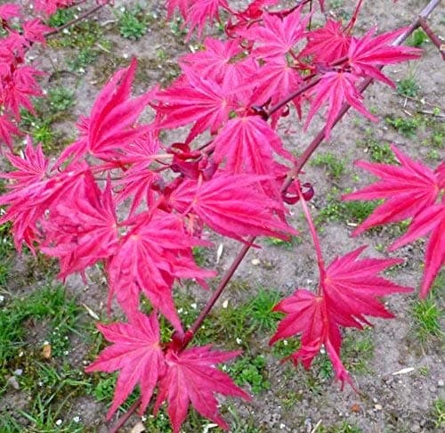 Corallinum Japanese Maple - Acer palmatu 'Corallinum' 2 - Year Graft