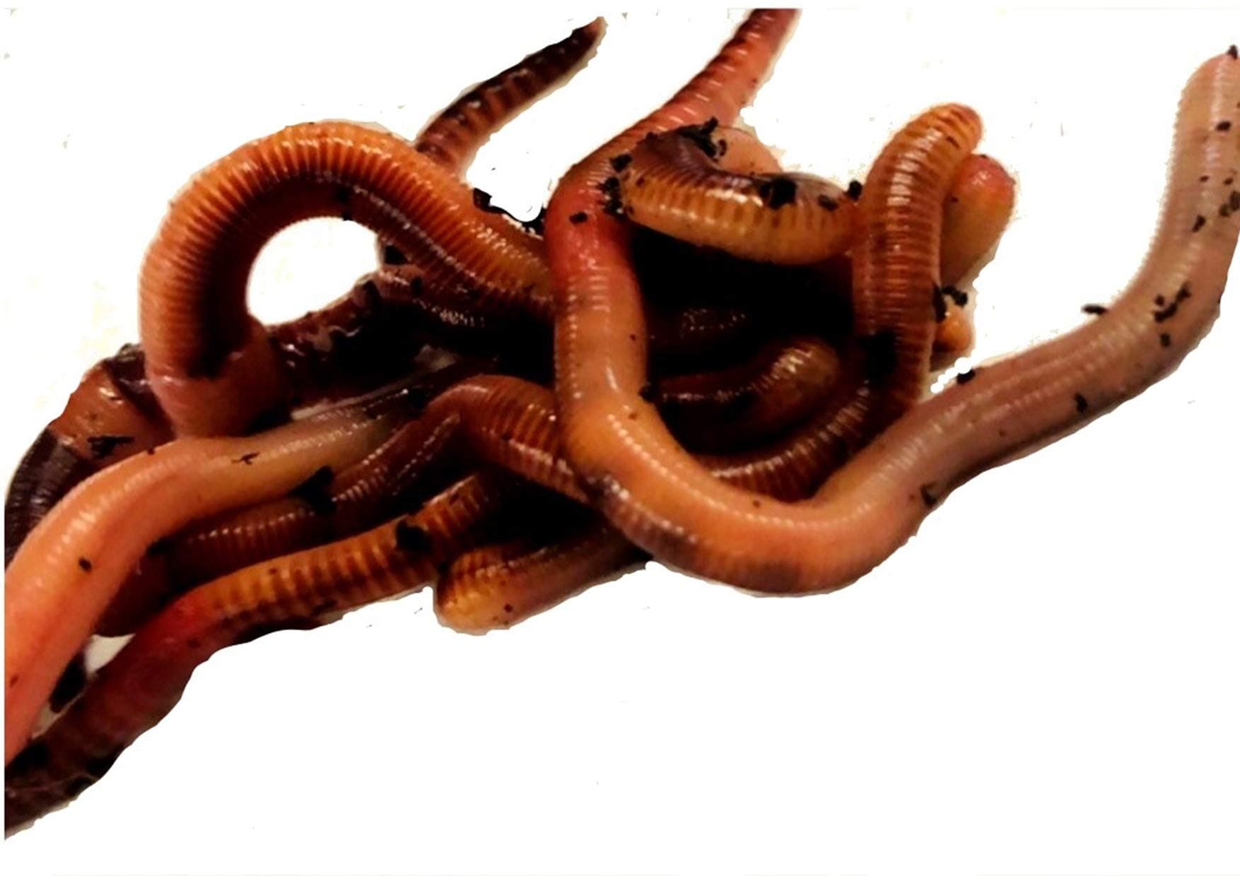 The Mealworm Company LIVEFOODS DIRECT DEN1 DENDROBAENA (EARTHWORM) 1 tub of 15. NEXT DAY DELIVERY ORDER BEFORE 12 NOON. GREAT FOR BIRDS, REPTILES, FISH AND AMPHIBIANS.