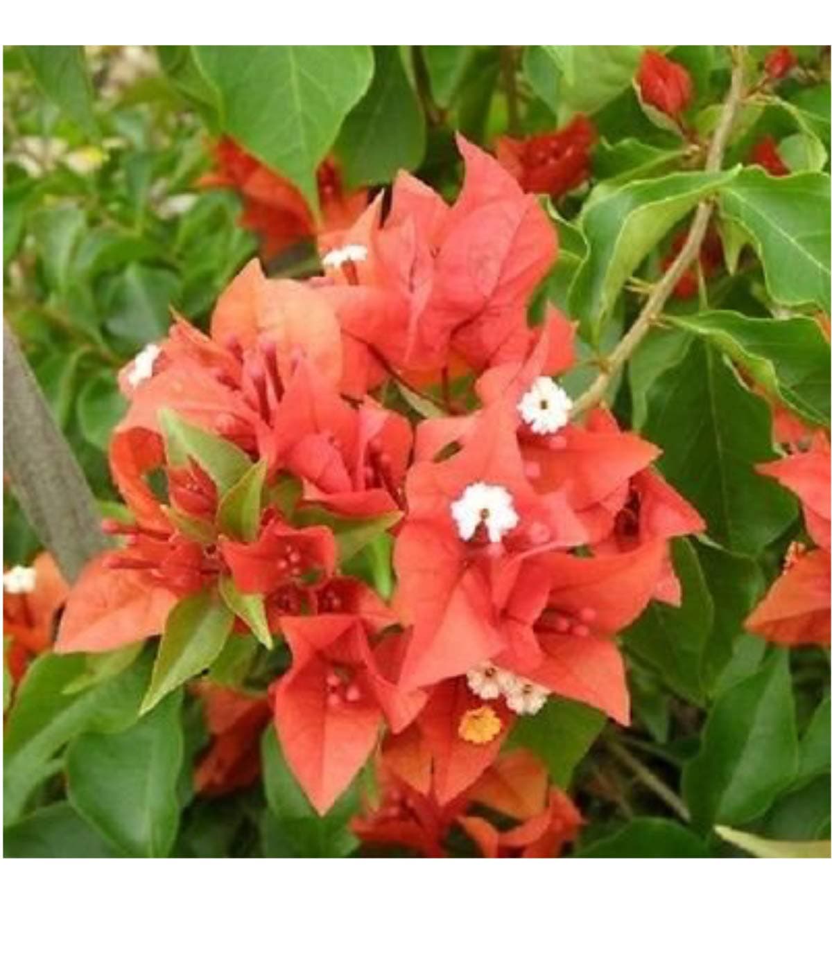Bougainvillea - 'Flame' 6" Tall Plants in 2.5" x 2.5" x 3.5" pots