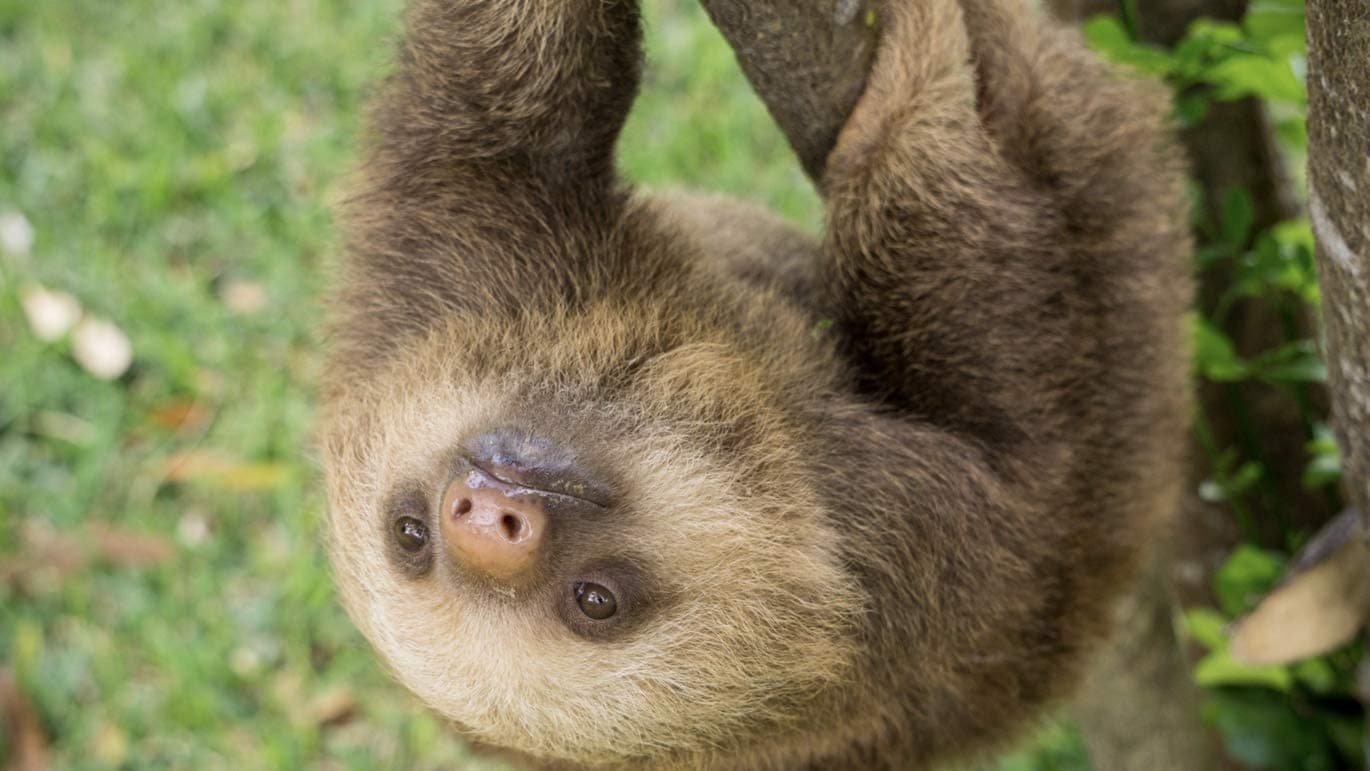 Get up-close with wild animals in Costa Rica at the Toucan Rescue Ranch