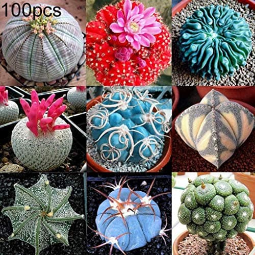 Dserw 100pcs Mixed Color Succulent Cactus Seed Live Stone Plant Family Garden Bonsai Balcony Decorative Plant