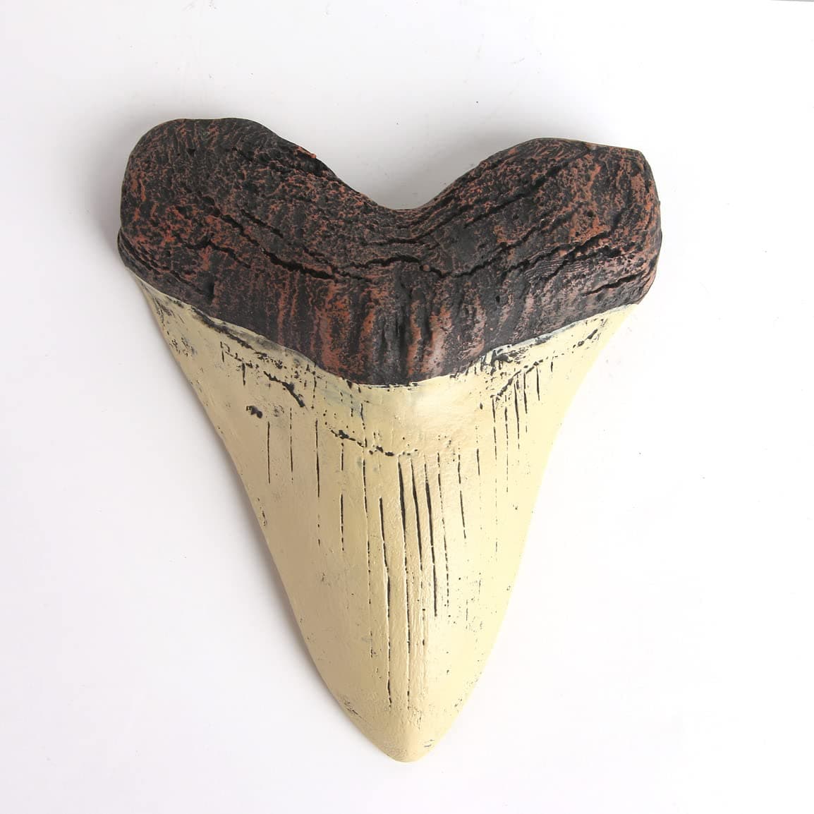 5.5 Inch Megalodon (Carcharodon megalodon) tooth, Ivory Color with Serrations(Replica)