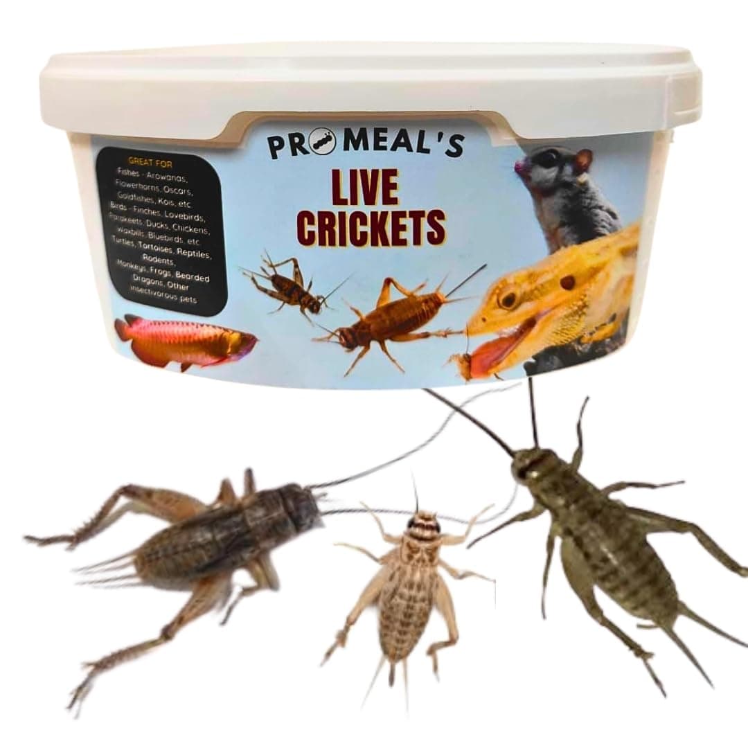 Live Crickets (Large Size) Feeder Insects for Reptiles, Amphibians, Birds, and Arachnids - High Protein, Nutritious, Natural Exotic Pet Feed (50 Live Crickets)