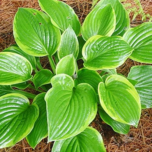 Abiqua Moonbeam Hosta Flower Root - Attracts Butterflies and Hummingbirds - Grows Well in Containers - Naturalizing - Perennializing - Easy to Grow Live Plants - Outdoor Garden