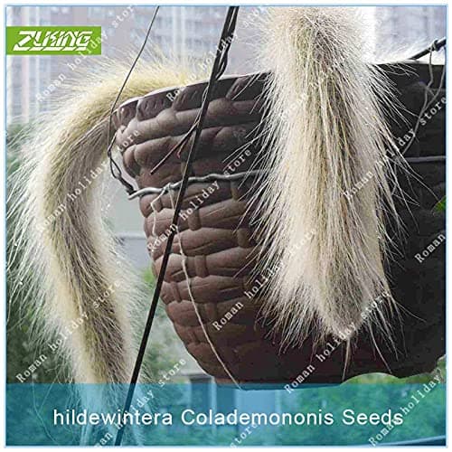 Kucus 100pcs Unique Cactus Cleistocactus Colademononis See ed Perennial Charisma Exotic Indoor Decorations Monkey Tail