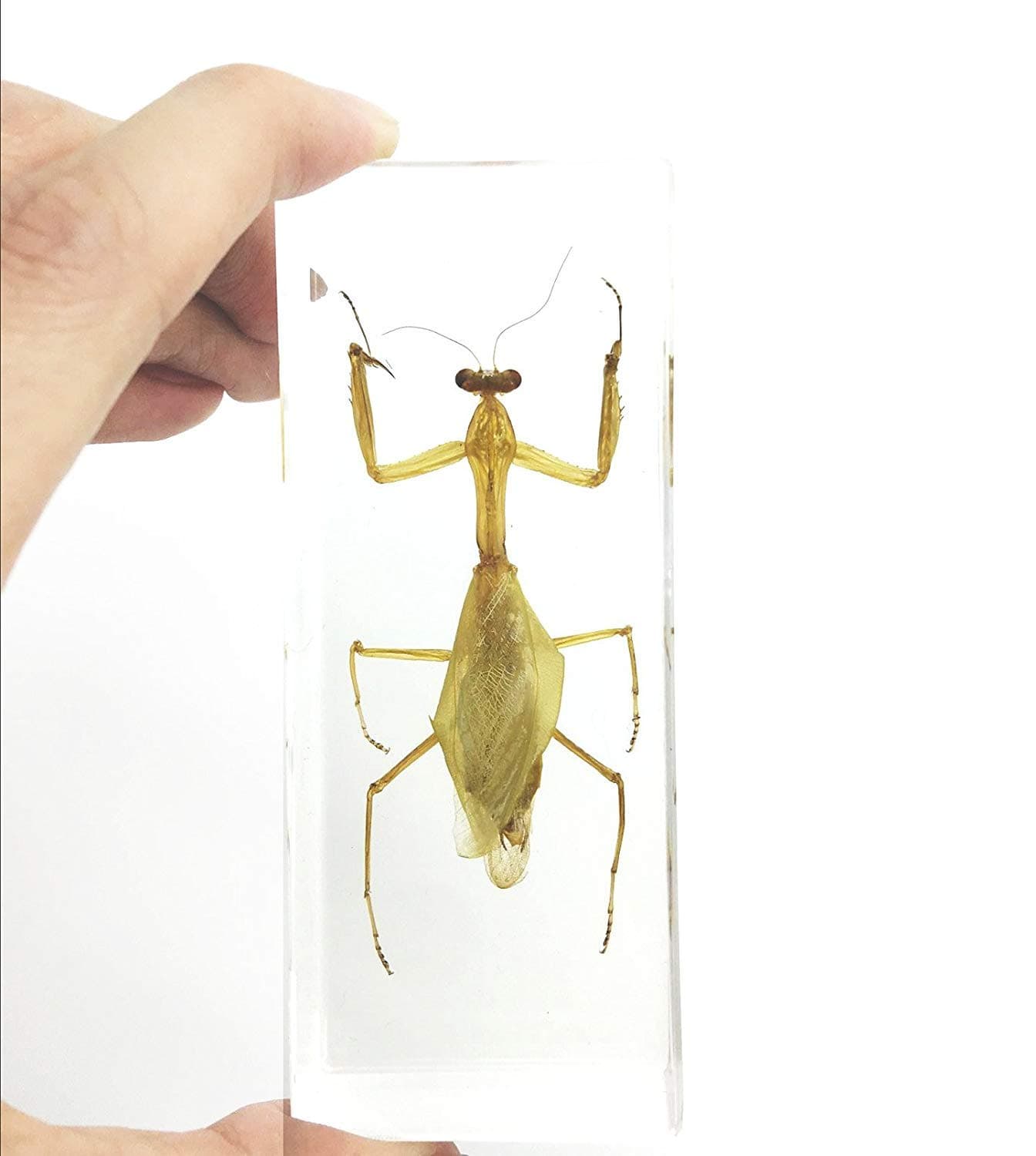 Praying Mantis(Mantis)(rearhorse) Paperweight Specimen Science Education Specimens(4.4x1.6x1.1")