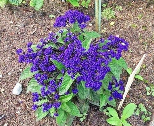 Blue Marine Heliotrope Heliotropium Flower rs2a4c (50 ct)