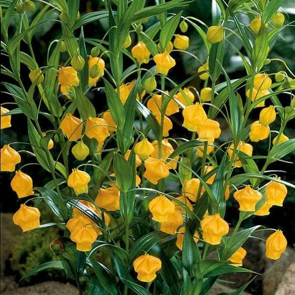 Mphmi Nursery Plants Live Delhi NCR Golden lily, Christmas bells, Sandersonia - Plant