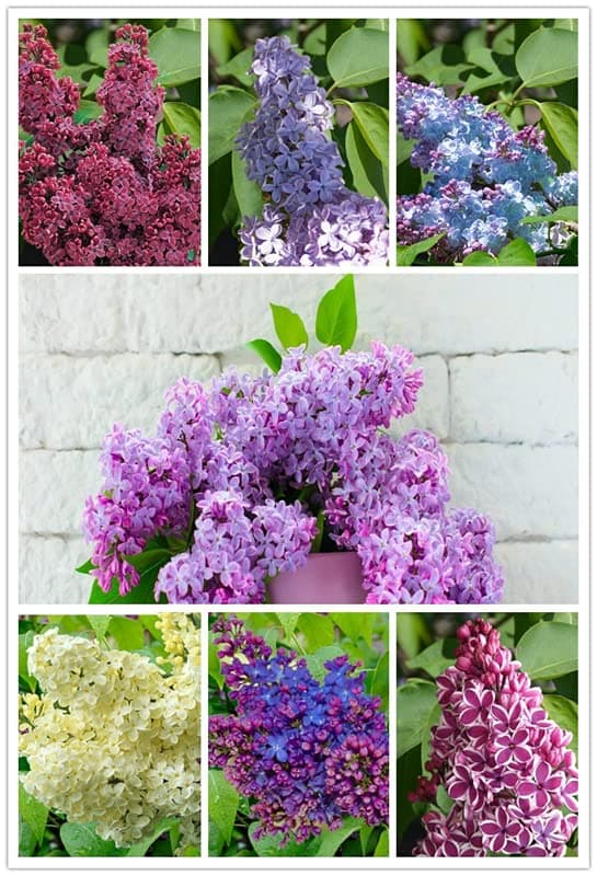 Lilac Seeds Perennial Flower Garden Tree Bush Shrub Seeds 75 Seeds