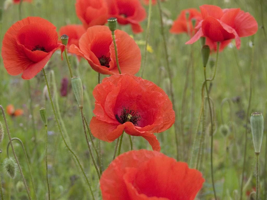 500 Papaver Rhoeas Corn Poppy Flanders Seeds - 500 Red Field Poppy Seeds