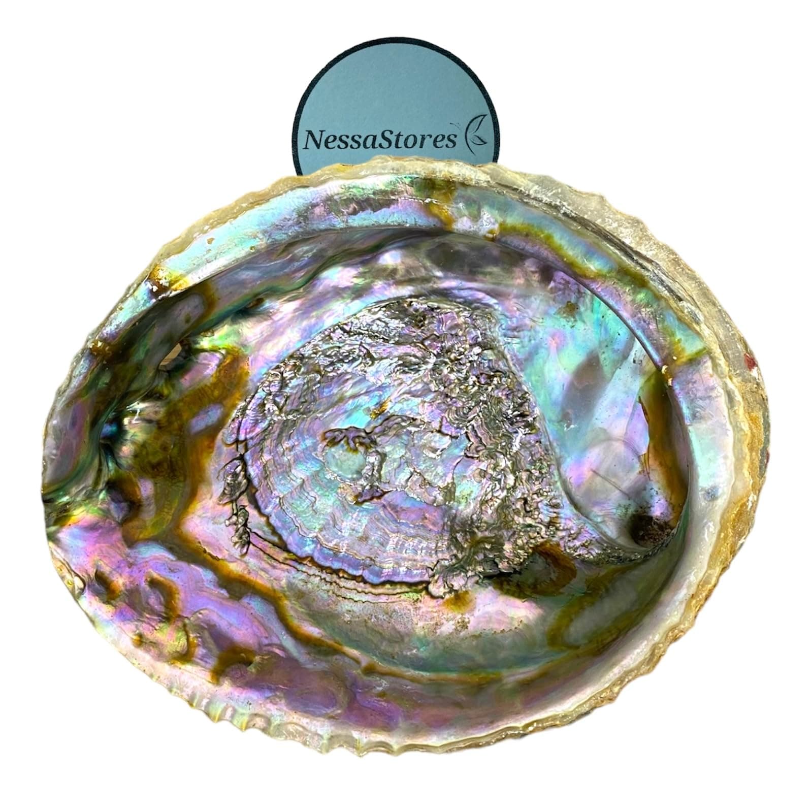 NessaStores Abalone Shell Large 6-7 Inches | Beautiful All Natural Smudge Bowl - Perfect for Smudge Sticks, Incense Sticks and a Sage Smudge Kit. JC-018