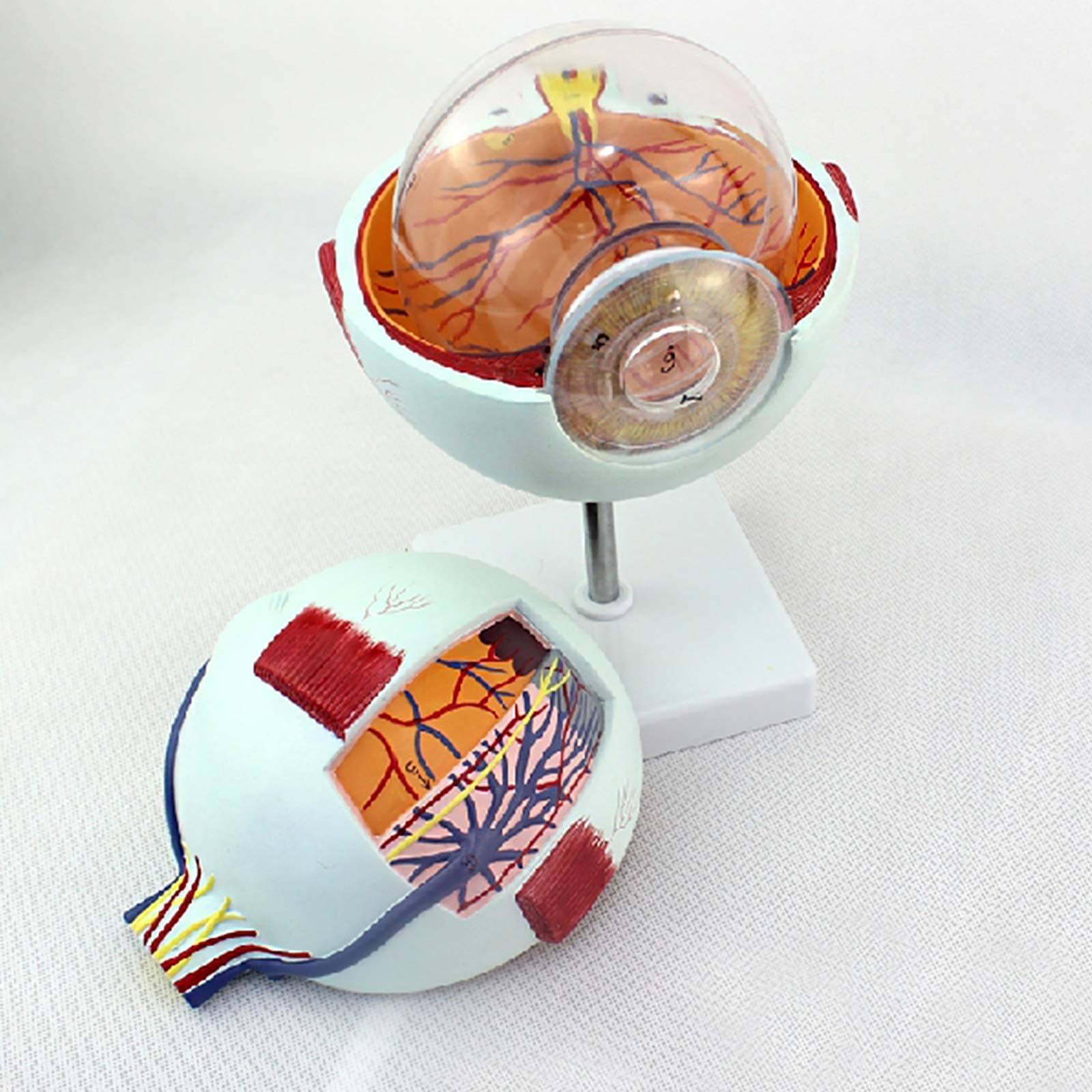 Anatomical Model 6X Enlarged Human Eye Model Eyeball Anatomy Human Eyeball Anatomy Model Multipart Structure Dissects to 6 Anatomically Correct Parts of Eye Includes Removable Stan