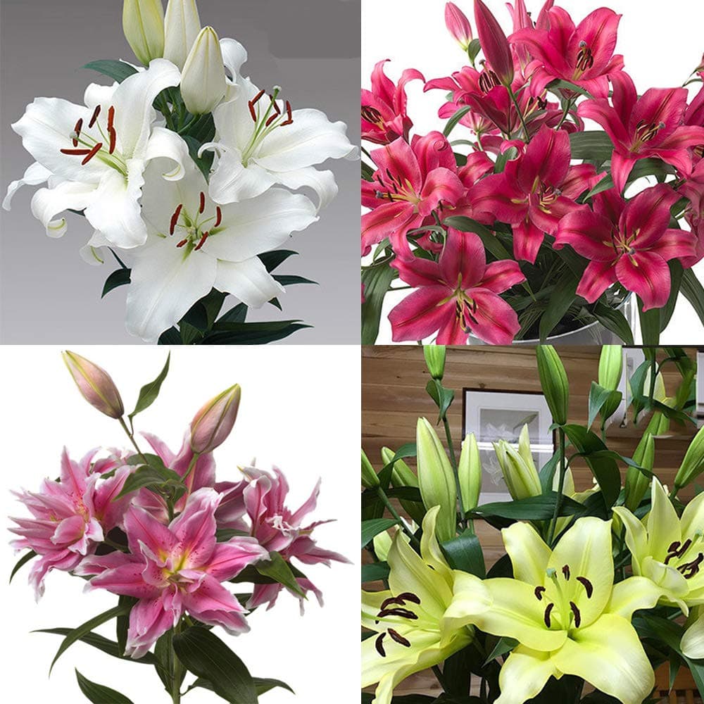 Lily Asiatic Mixed Colour Lilium Bulbs Mixed Lilies,Lily Bulbs for Planting Now Lily Bulbs Colourful Collection Summer Flowering Bulbs .(Perimeter: 12cm.Random Color.one Bulbs)