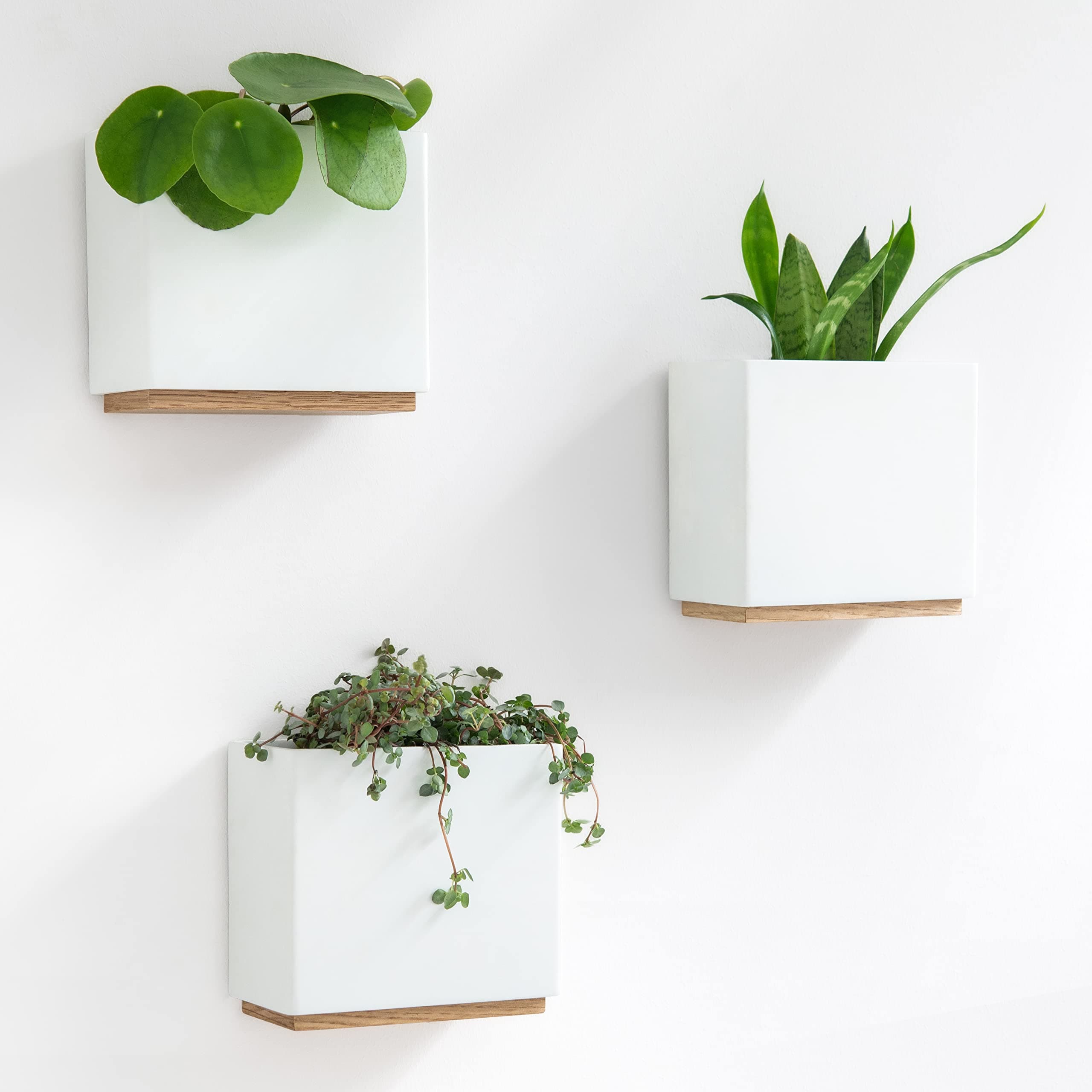 KAZAI. Resin Wall Planters -Alma-