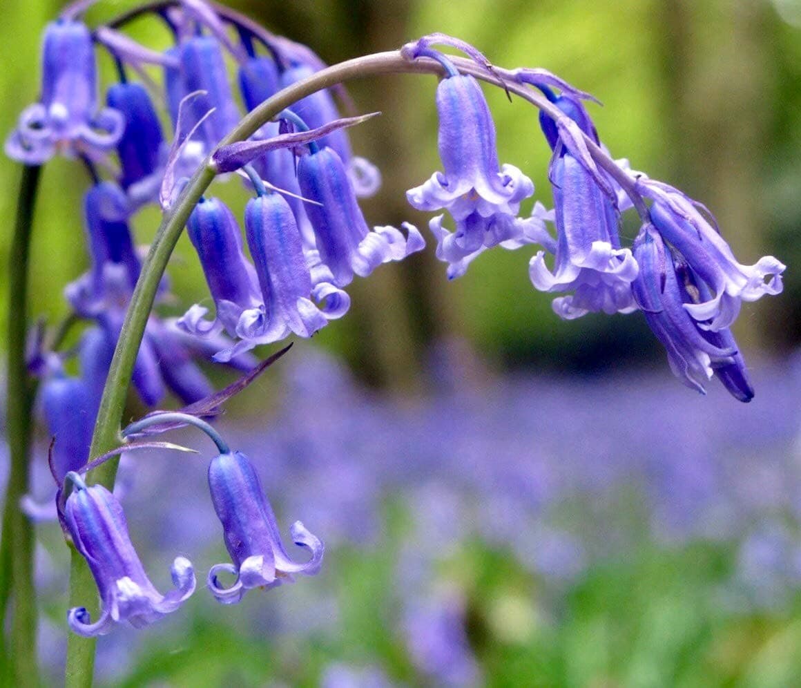 50 x English Bluebell Bulbs - Hyacinthoides Non Scripta