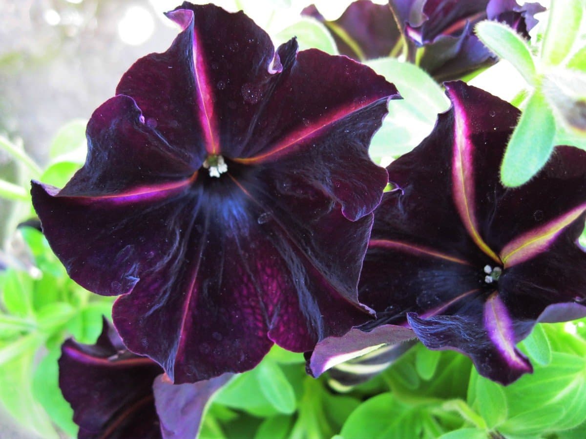 Petunia - 100 Seeds - Pinstripe - Rare Find - Rngardens