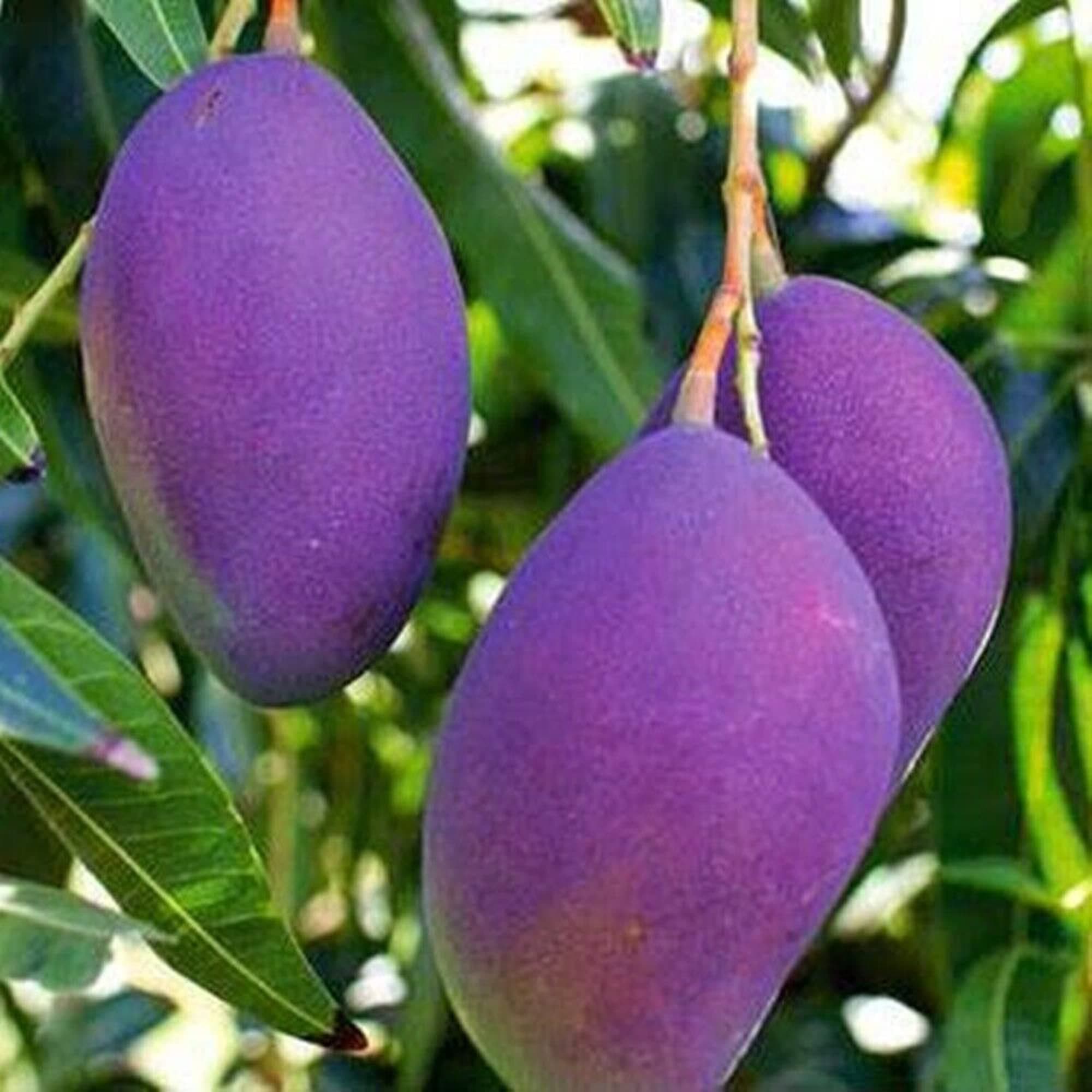 CHUXAY GARDEN Violet Mango Fruit Seed 1 Seeds Easy Grow Sweet Fruit Fresh Tropical Fruit Great