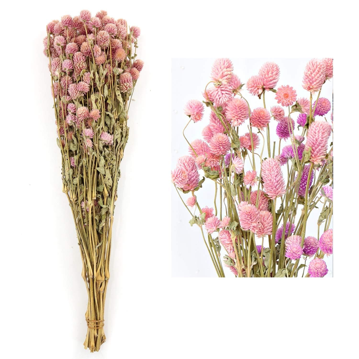 Dried Flower White Globe Amaranth Dry Flower Bundles 100% Naturally for Home Decor Party (Pink)