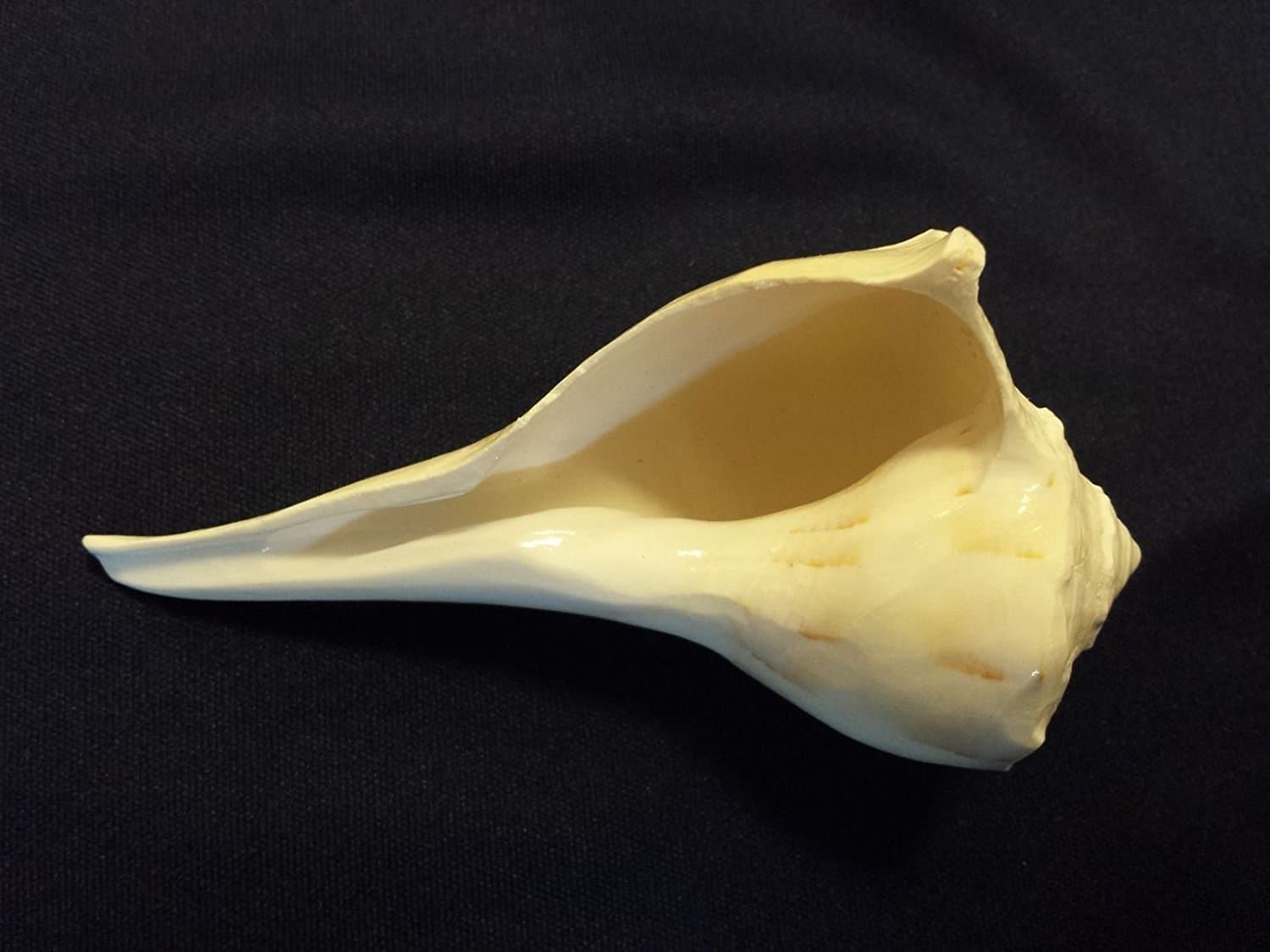 Natural Right Hand Dakshinavarti Lakshmi Shankh Rare