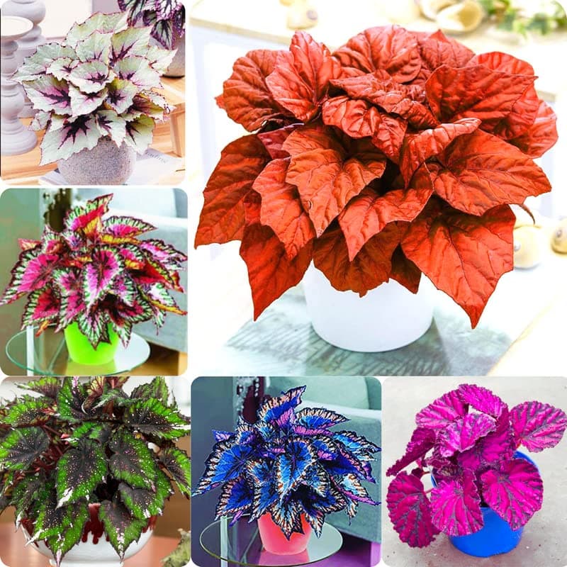 150 Heirloom Mix Coleus Seeds Beautiful Coleus Flower to Grow Indoors Outdoors