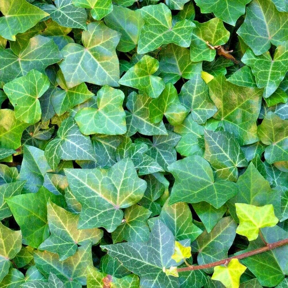 Hedera Helix Seeds English Ivy Vine 50 Seeds