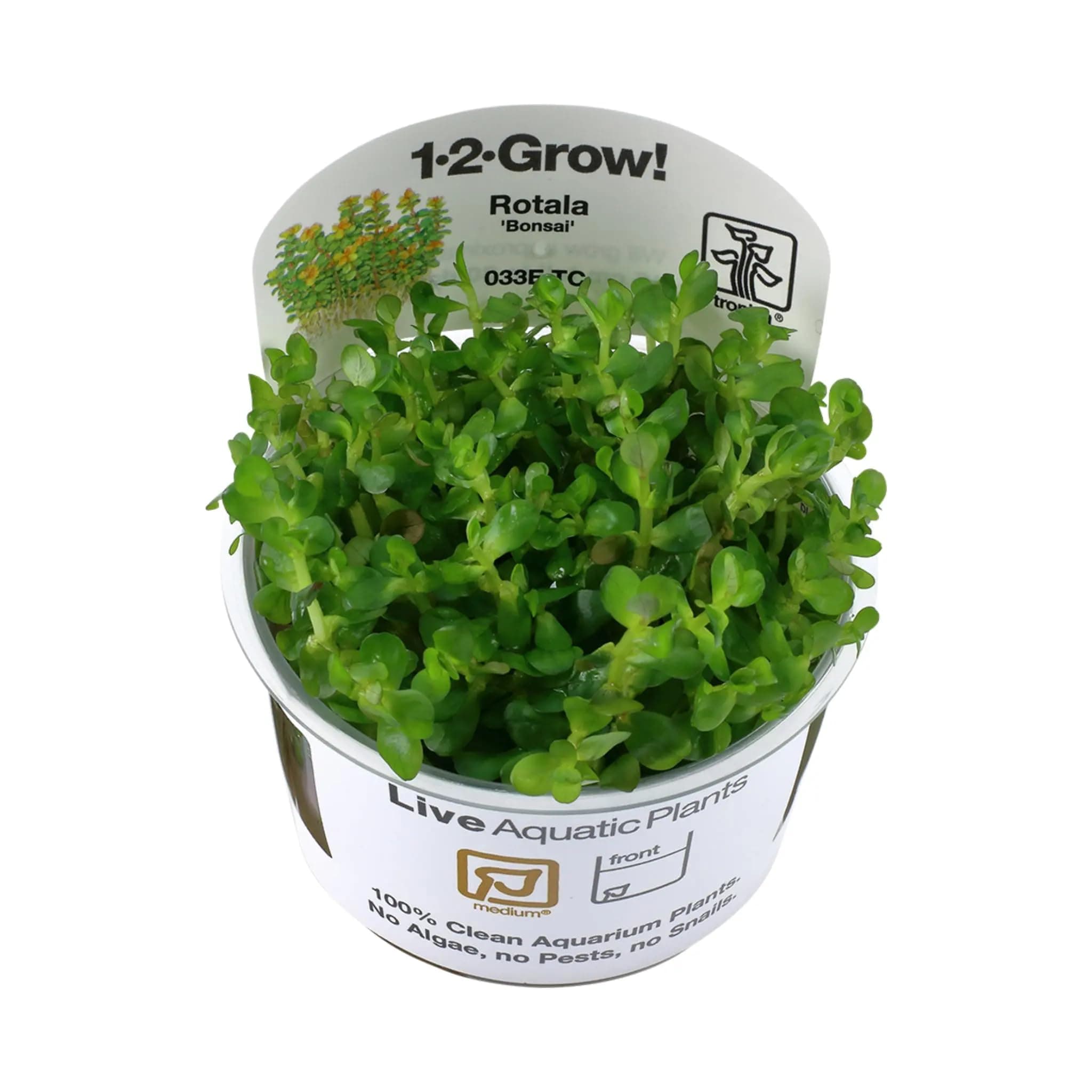 Tropica Rotala 'bonsai' 1-2-GROW!