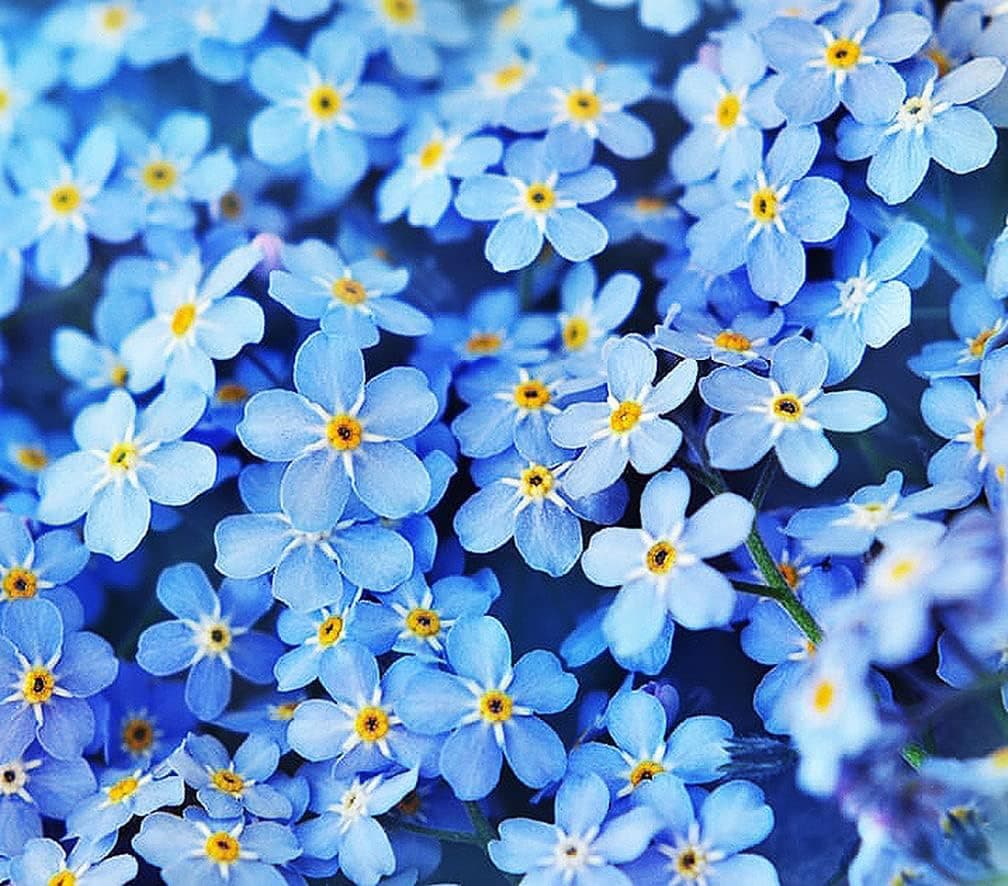 Forget Me Not Seeds - 5000 Flower Seeds - Perennial Ground Cover Seed for Tulips and Other Bulbs - Bulk Flowering Ground Cover - Grown in The USA