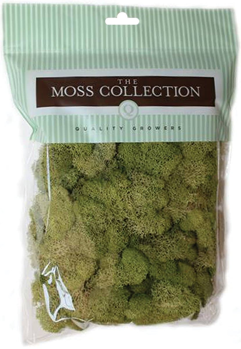 Preserved Reindeer Moss, 108.5 Cubic Inch (Spring Green)
