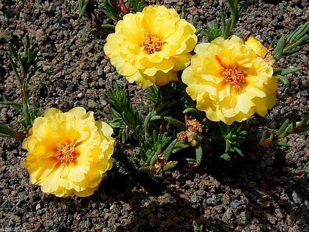 Moss Rose Seeds - Yellow~200 Seeds Great in Container,Tolerate Heat and drough