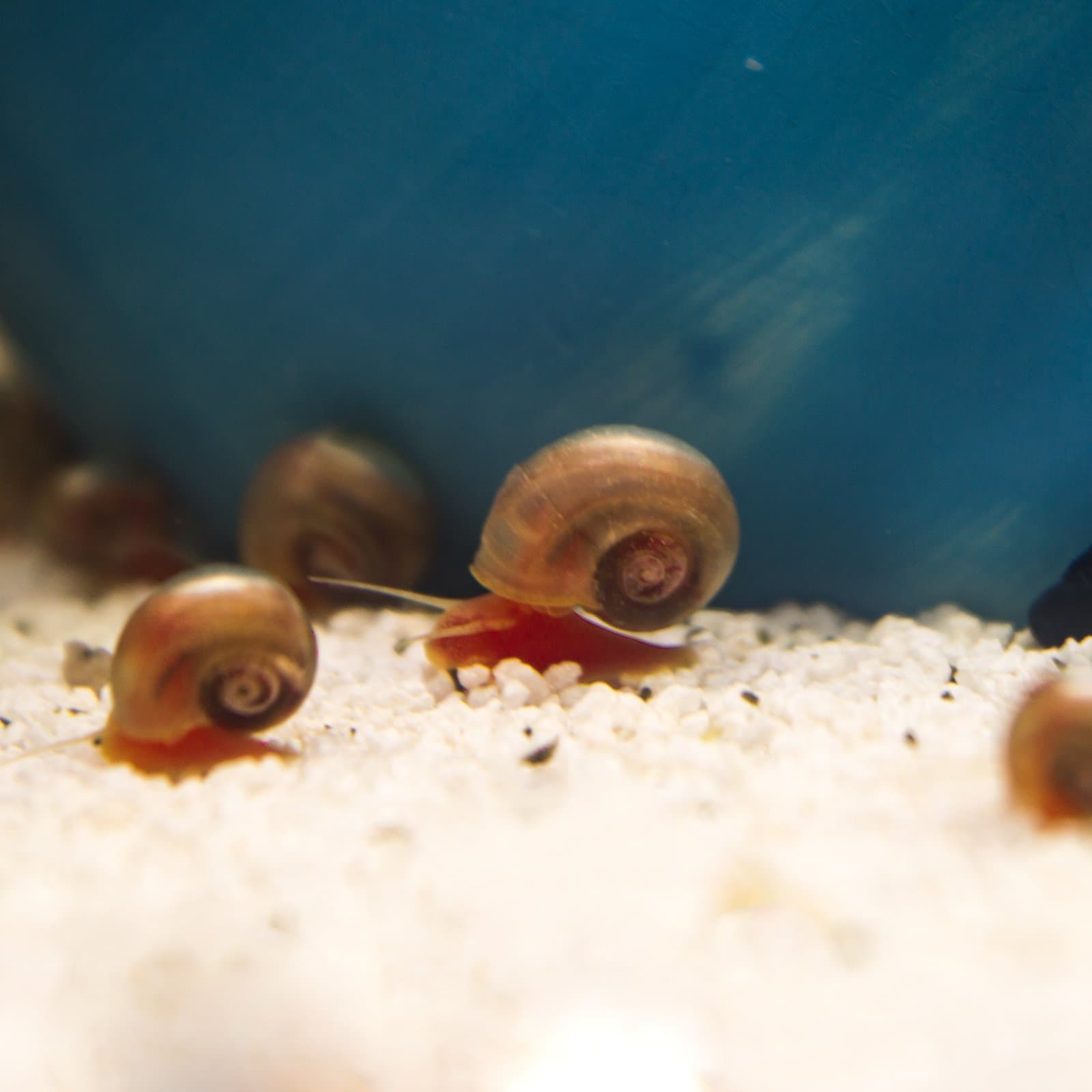 Ramshorn 6+ Red Snail