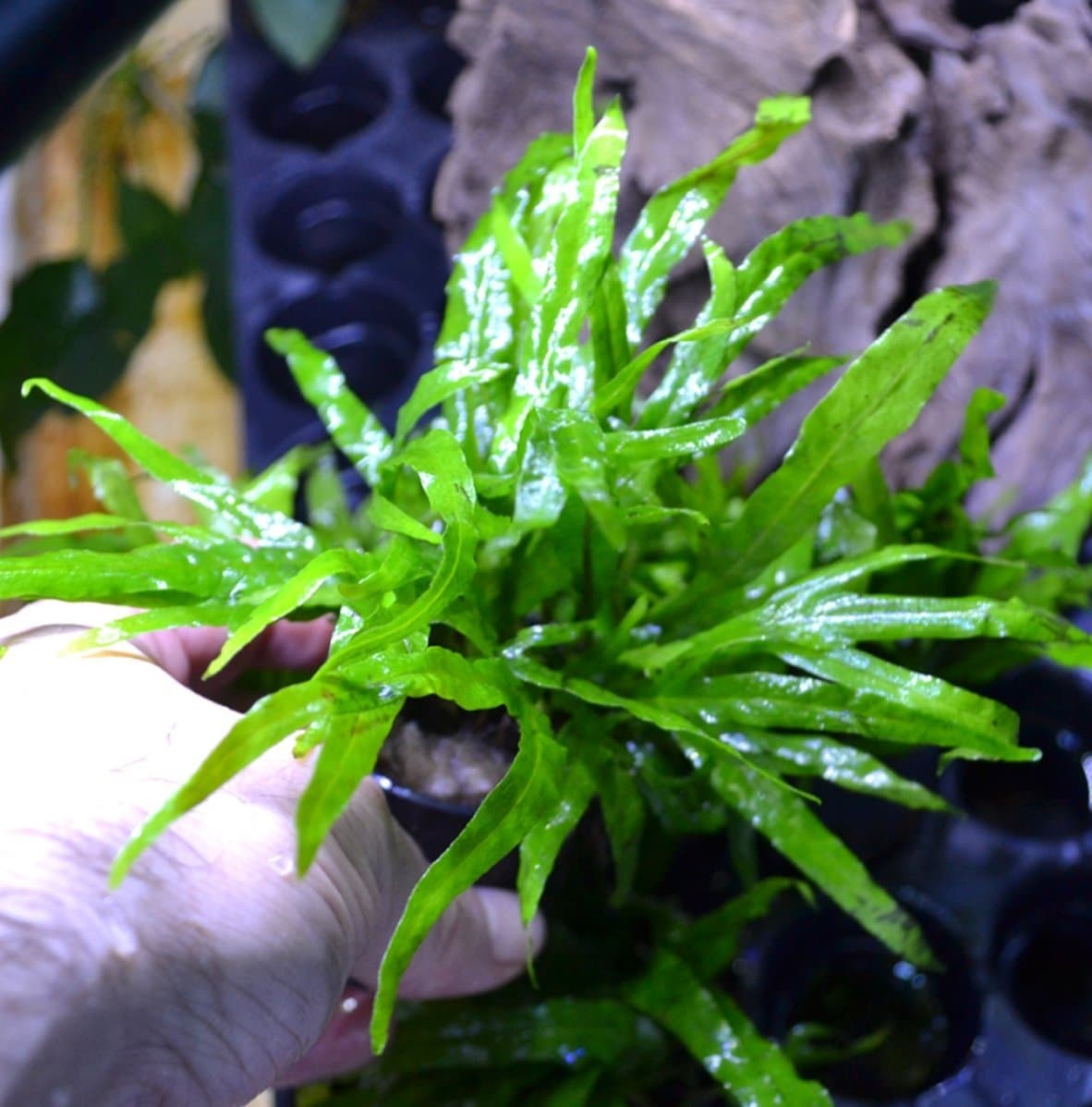 GOODGROWLIES Mainam Microsorum Pteropus Java Fern Trident Thin Leaf Potted Tropical Beginner Freshwater Live Aquarium Decorations Aquatic Plants