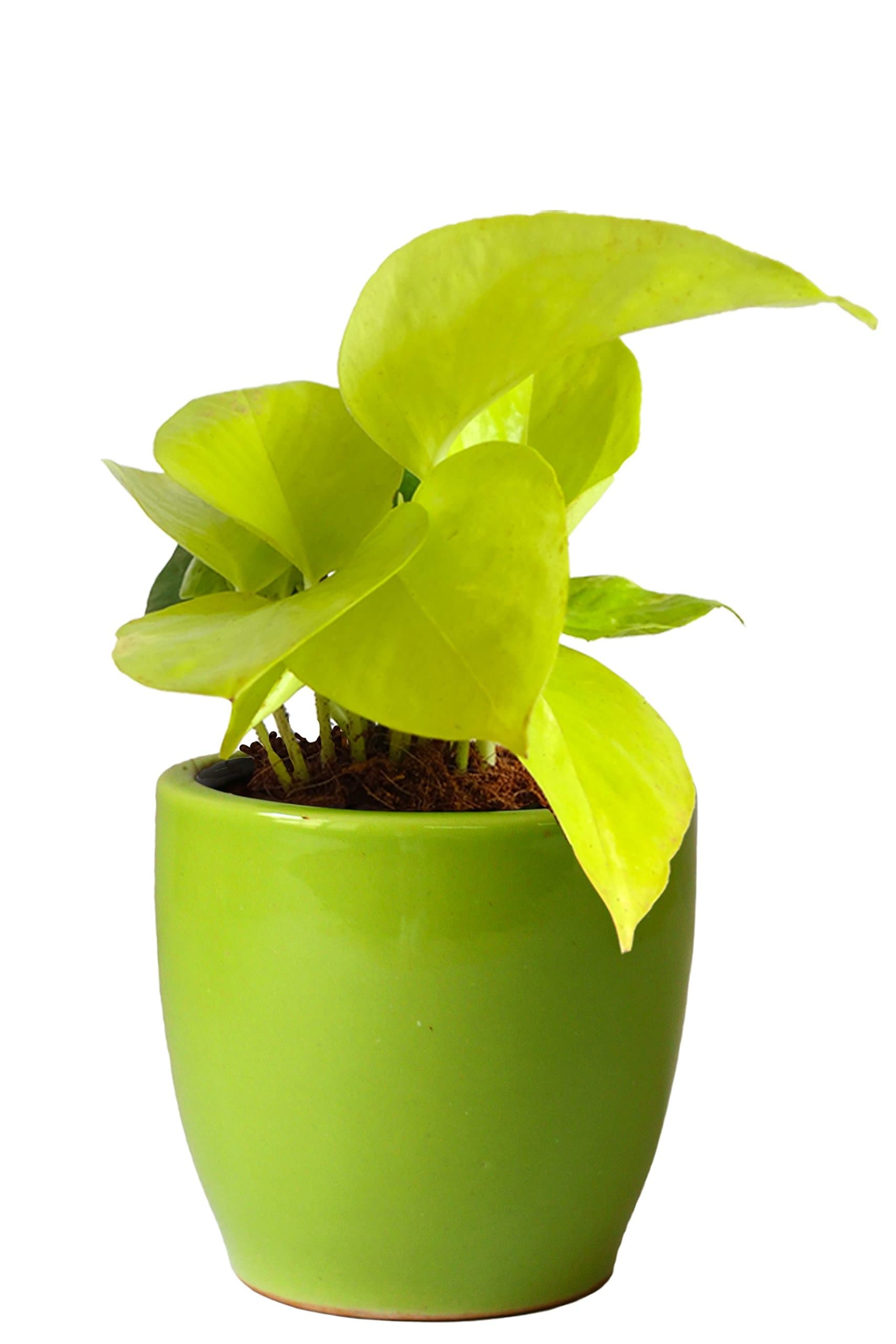 Rolling Nature Ceramic Pot with Good Luck Air Purifying Golden Money Plant, Green, Plant with Pot Height- 6-9 Inch, Pot Width- 4 inch, Height- 4 inch