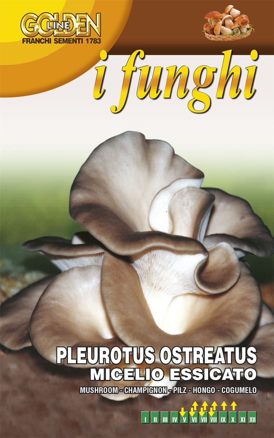 FRANCHI - Oyster Mushroom - PLEUROTUS OSTREATUS - 100G