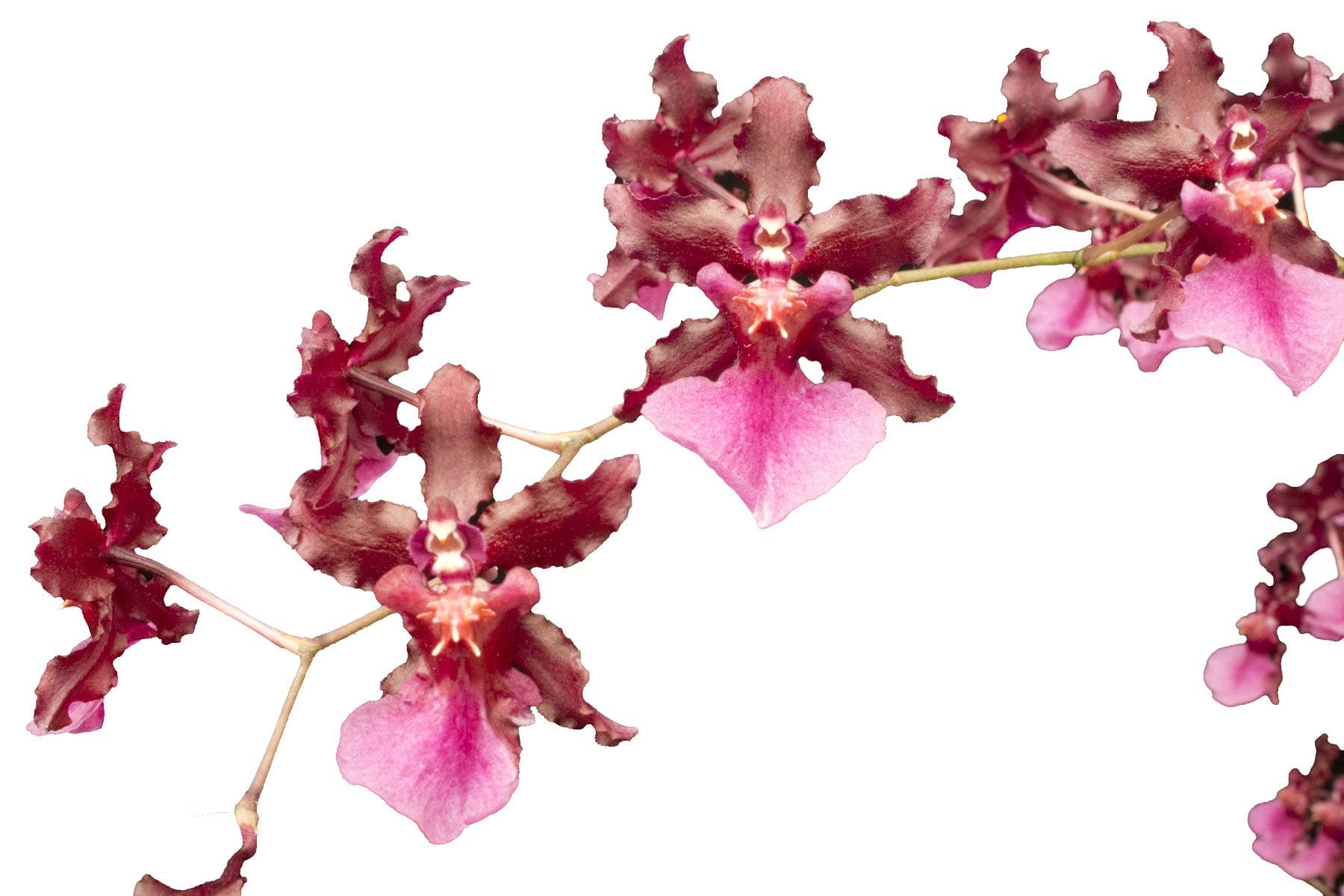 Oncidium Sharry Baby - Chocolate Fragrance Very Popular, Easy to Grow and Bloom (NOT in-Bud/Bloom When Shipped)