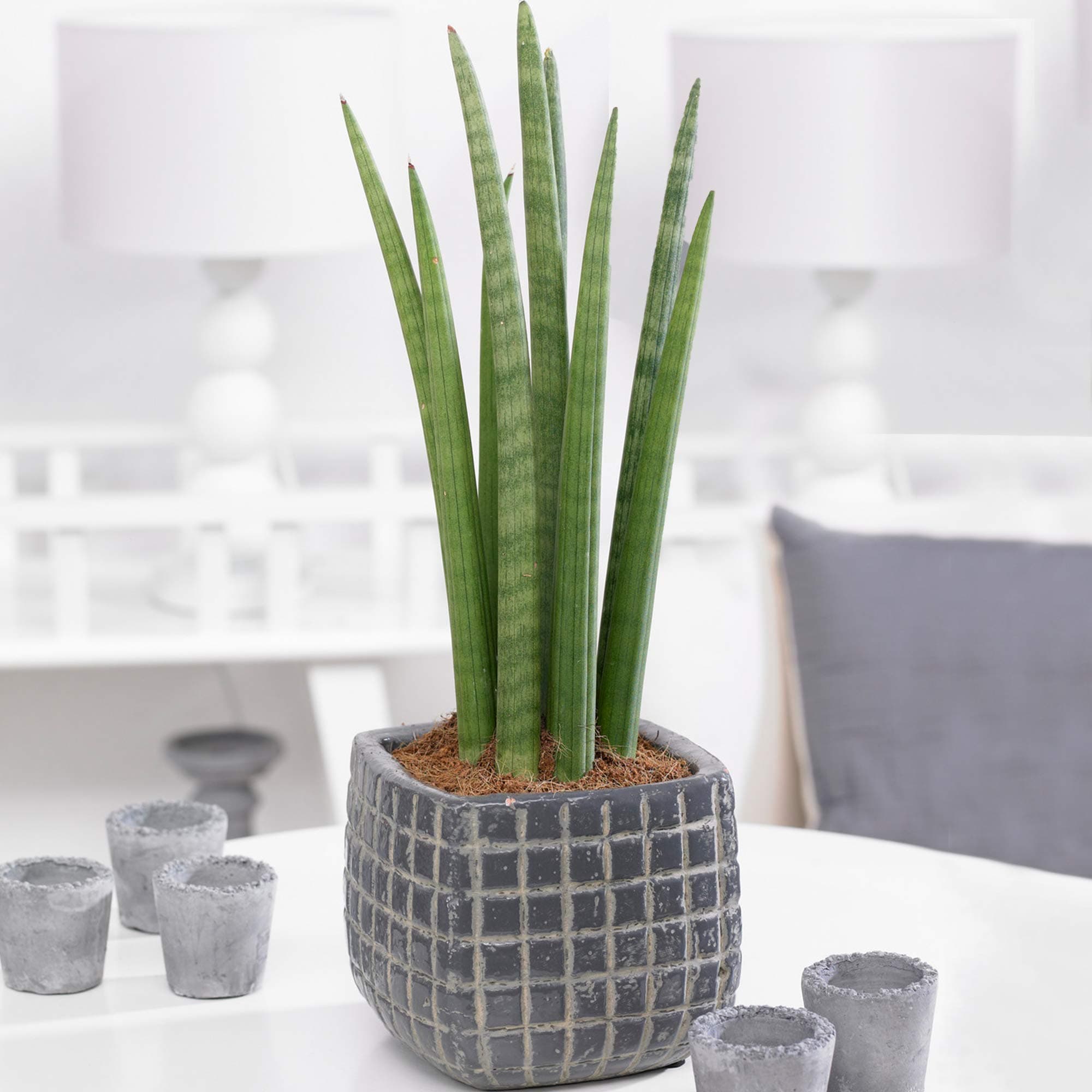 1 x Sansevieria Cyclindrica African Spear or Cylindrical Snake Plant | Evergreen Indoor Plant Gift | (30-40cm Incl. Pot)