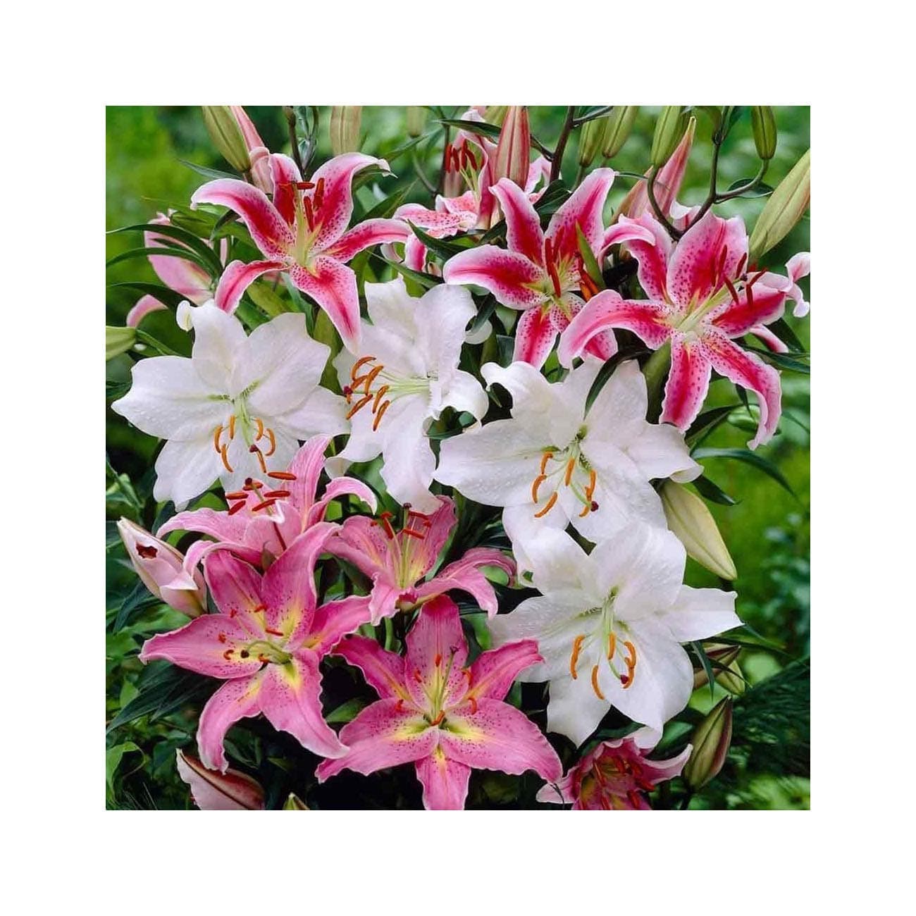 UK Stockist. 12 Mixed Oriental Lily "Pastel Collection" Bulbs Trumpet-Shaped Highly Fragrant Garden Perennial