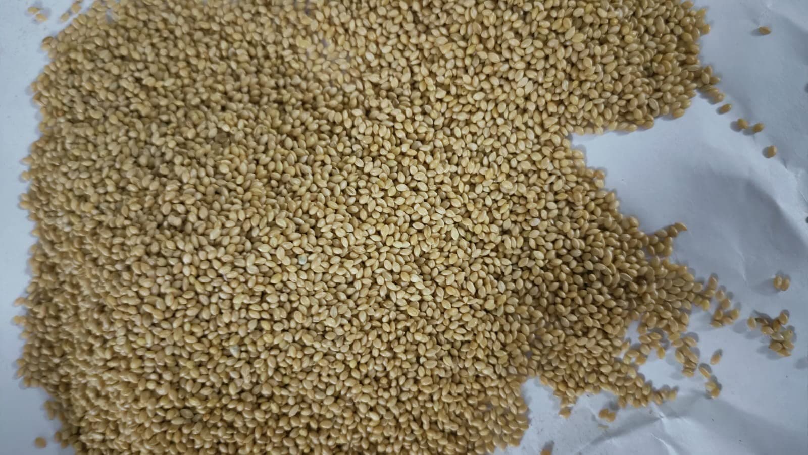 Oberoi SORGHUM /1KG / Super Quality JOWAR BIRD FEED FOR Game birds, such as wild turkeys, Gambel's quail, California quail, and ring-necked pheasants Large doves, including Eurasian collared doves, white-winged doves, and rock pigeons Large western jays, including scrub-jays and Steller's jays Ground-feeding birds such as common grackles, brown-headed cowbirds