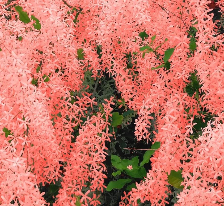 ShopCaart petrea volubilis Vine Plant Red Wealth Creeper Sand Paper Vine (1 Small Size Baby Live Plant, With Plastic grow bag)