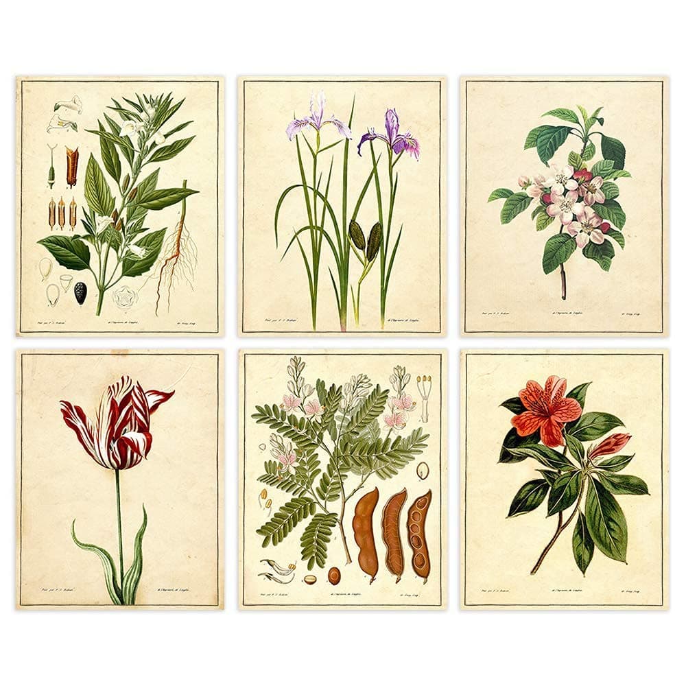 Vintage Botanical Flowers Art Prints (Set of 6) - Unframed - 8x10s