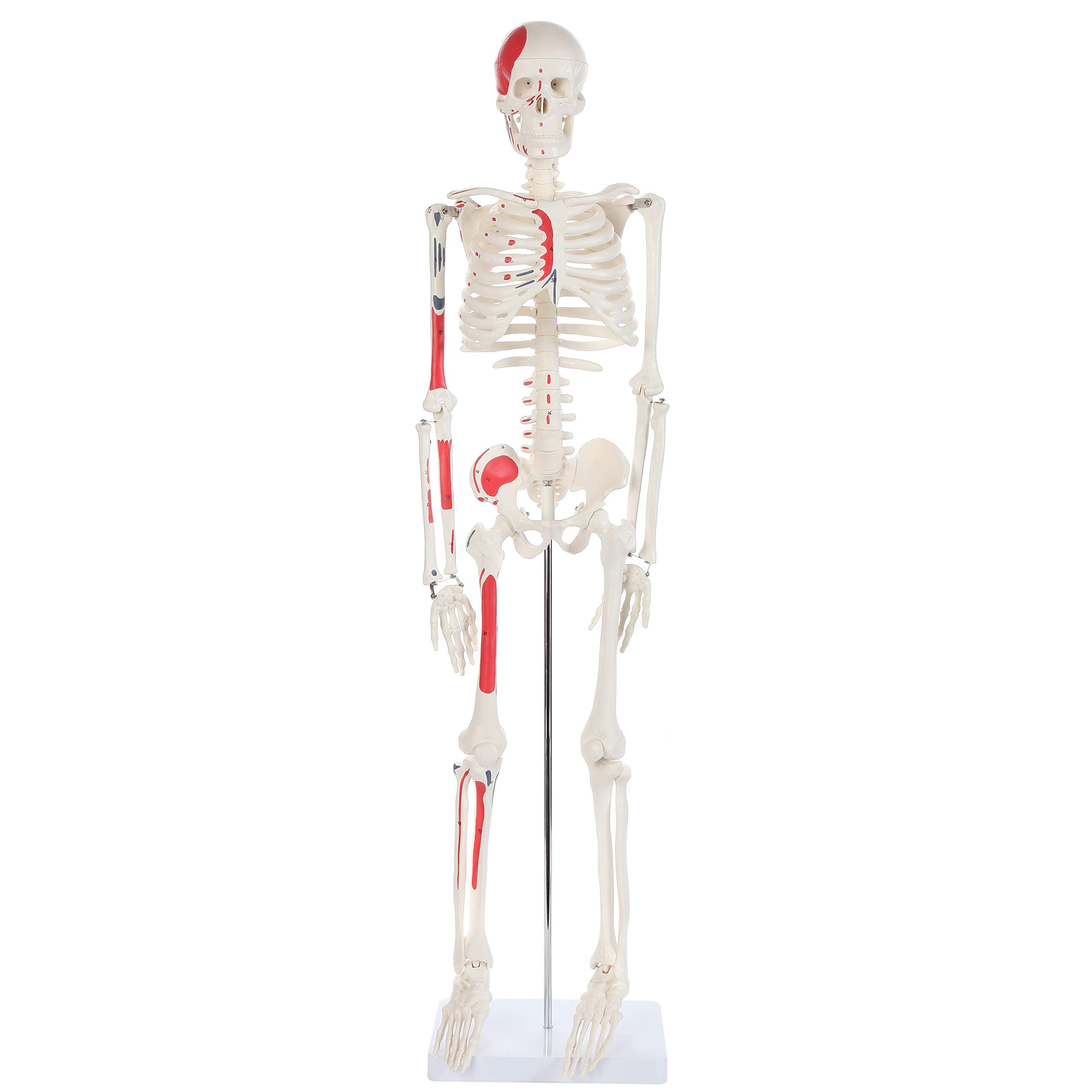 Anatomy Lab Half Life Size Painted and Numbered Human Skeleton Model, 35" Anatomical Replica with Muscle Insertion and Origin Points, Removable Skull Cap & Jaw, Durable Stand for Display and Study