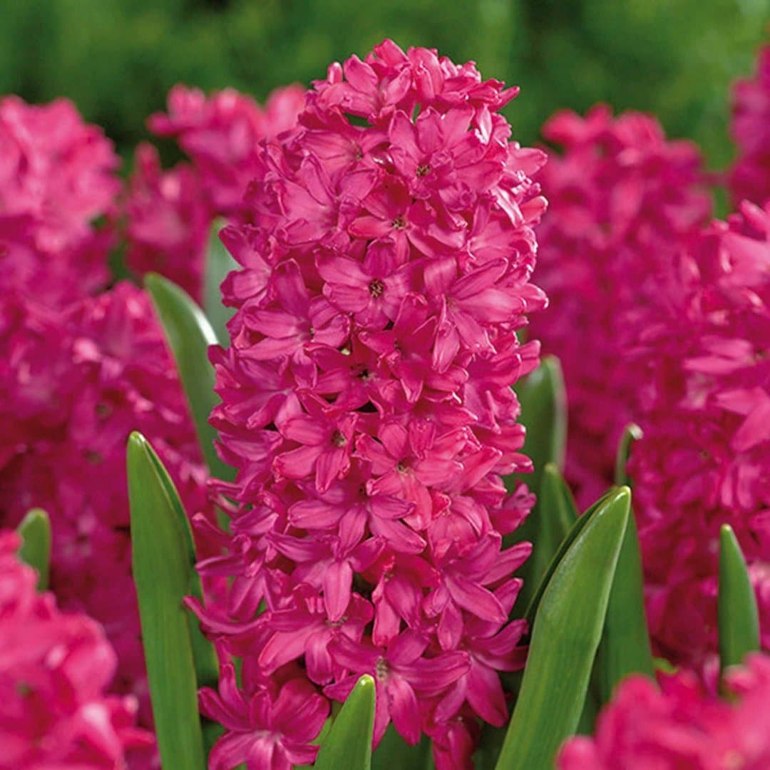 Jan Bos Pink Hyacinth Bulbs - 8 Bulbs