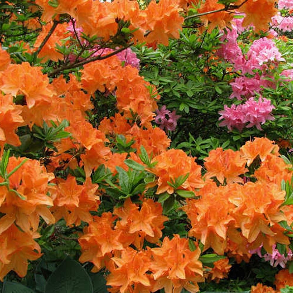 1 X Orange Azalea Japanese Evergreen Shrub Hardy Garden Plant in Pot (9cm Pot, 20-30cm)