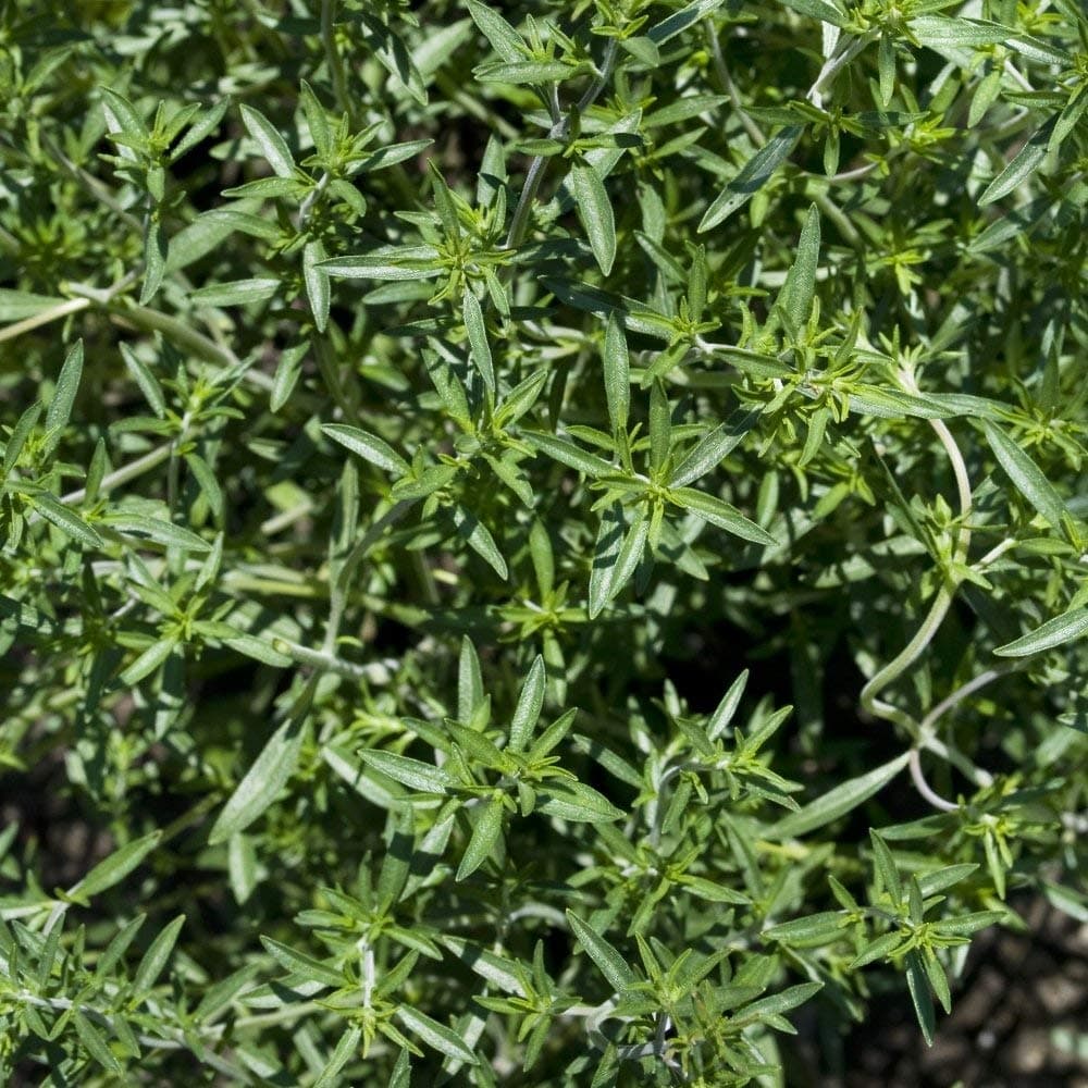 Summer Savory Seeds - Satureja hortensis - 1300 Seeds